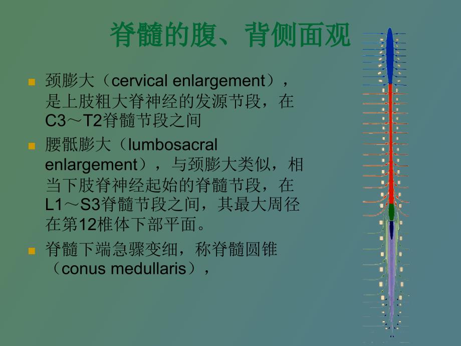 中枢神经系统概观_第4页