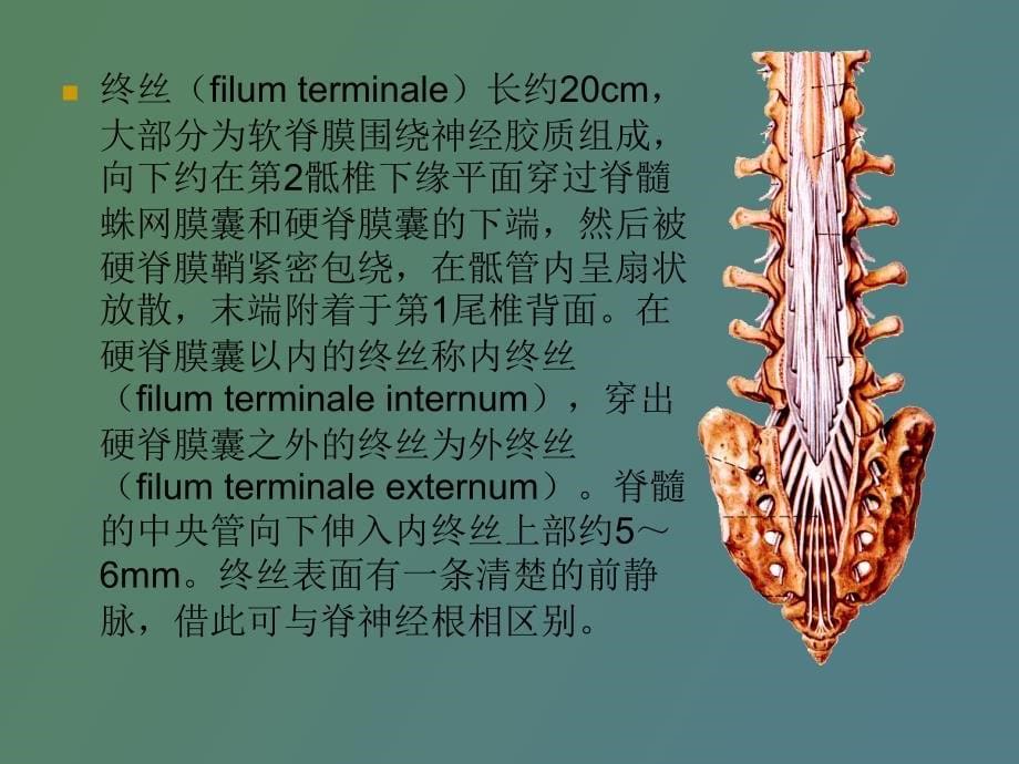 中枢神经系统概观_第5页