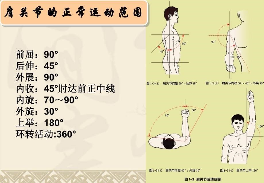 针灸治疗肩周炎PPT31_第5页