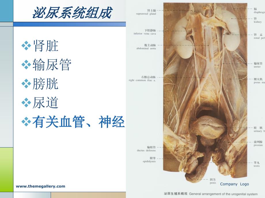 泌尿系统课件_第4页