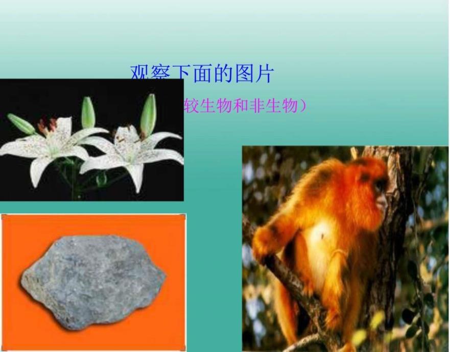 新人教版七年级生物上册第一单元第一章第一节生_第2页