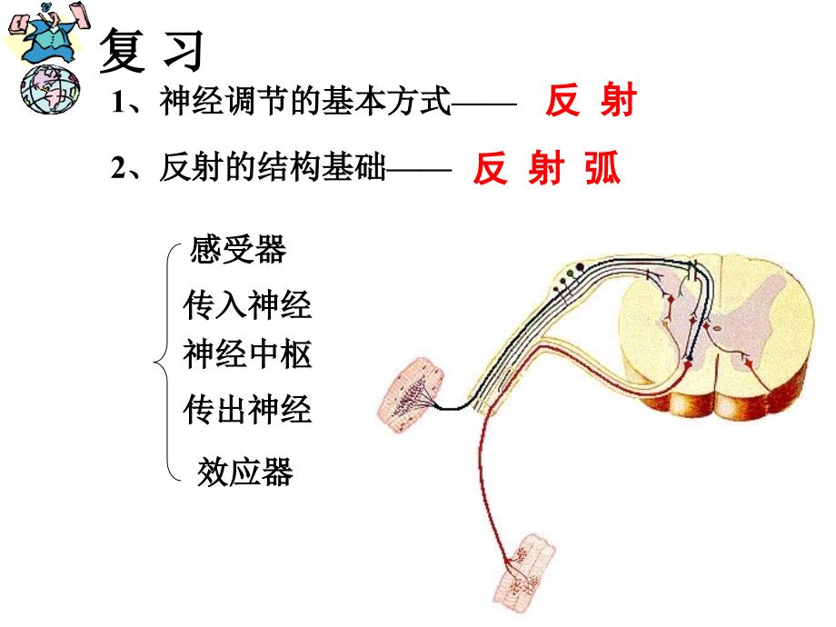 第六章(4)激素调节_第1页