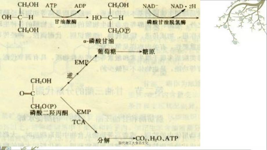 脂代谢江大食品生化_第4页