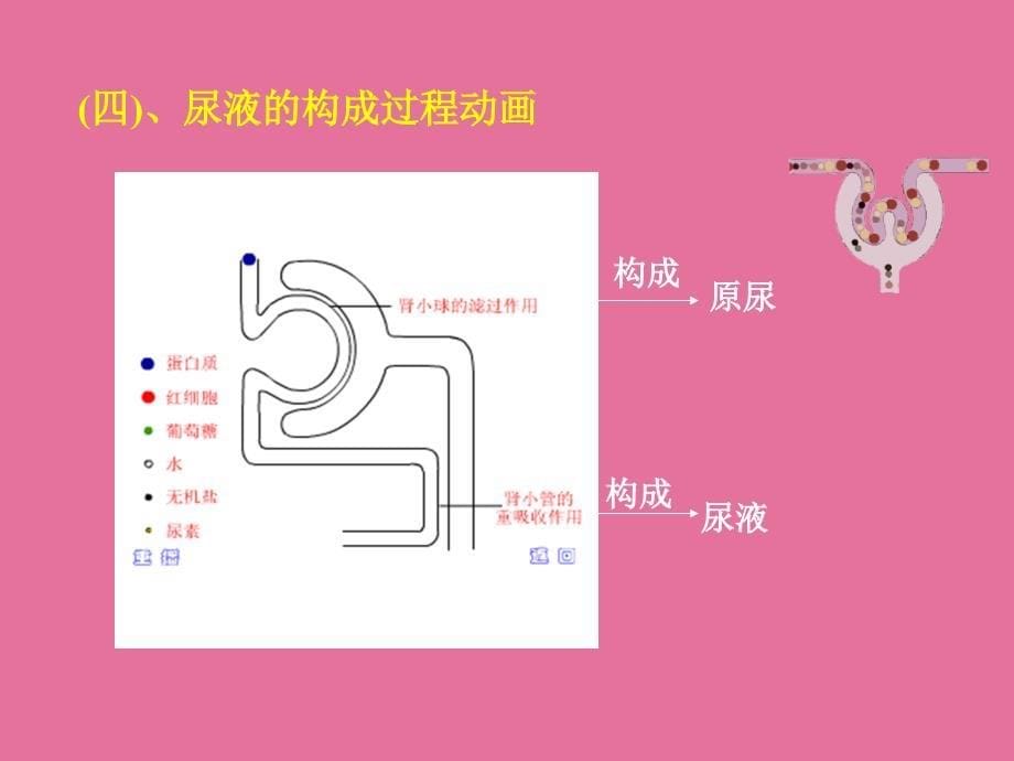 初中生物七年级下册尿液的形成冀教版ppt课件_第5页