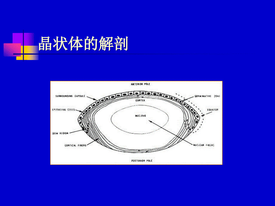 白内障的康复与治疗_第3页