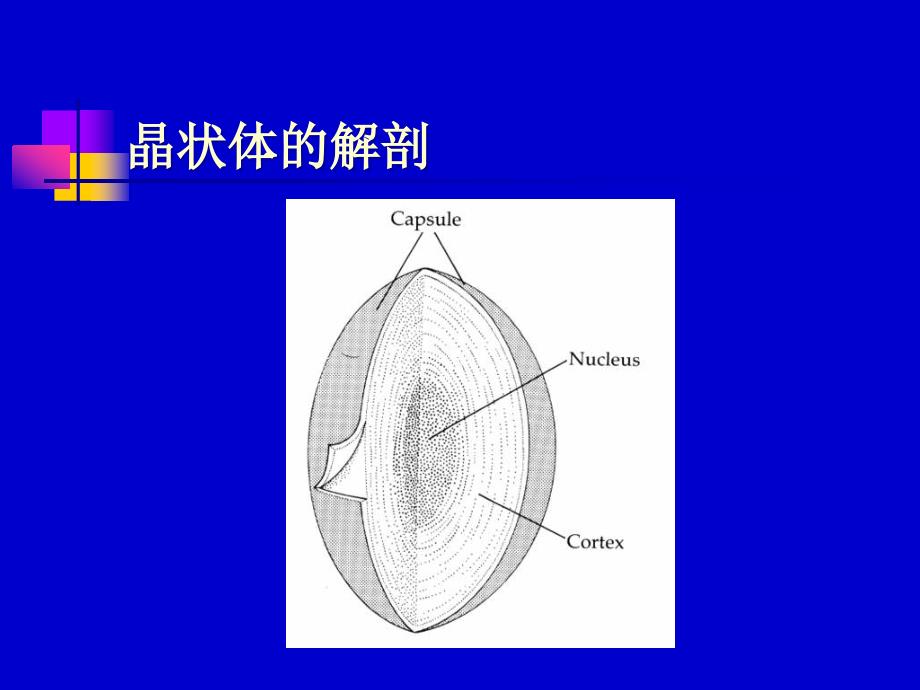 白内障的康复与治疗_第4页