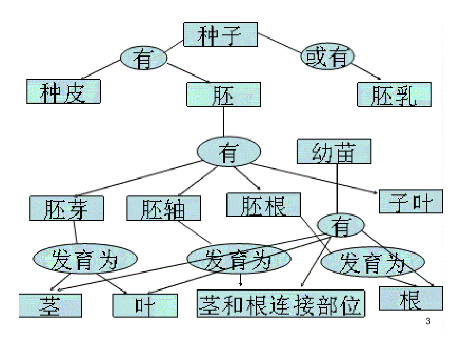 七年级生物绿色开花植物_第3页