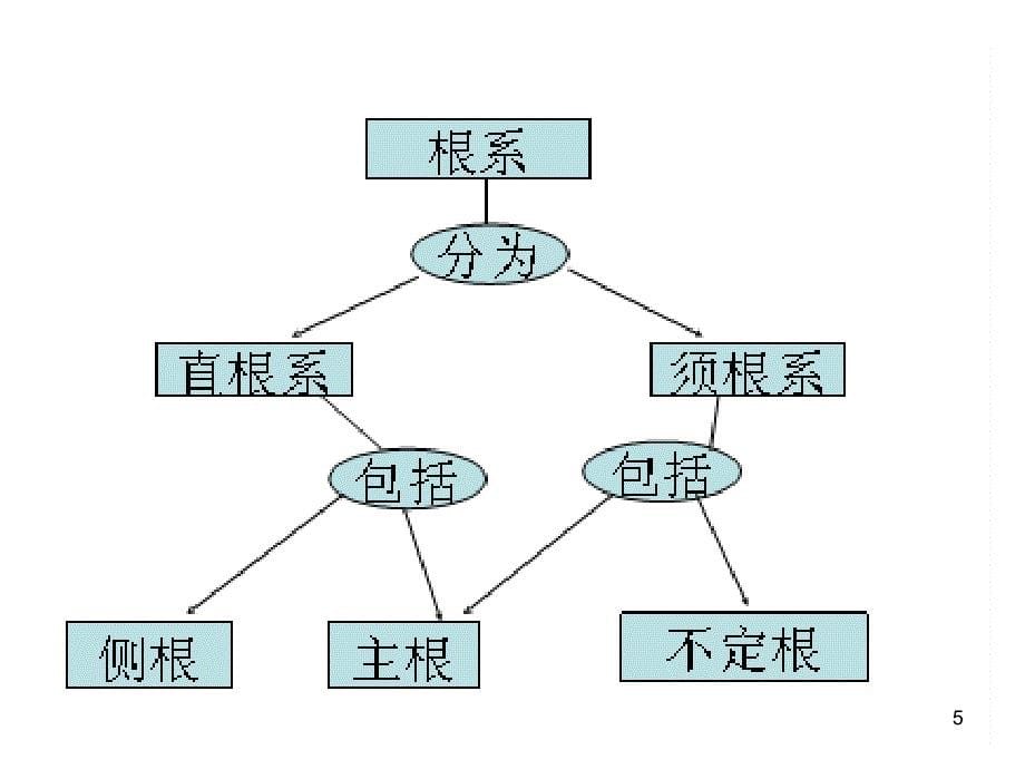 七年级生物绿色开花植物_第5页