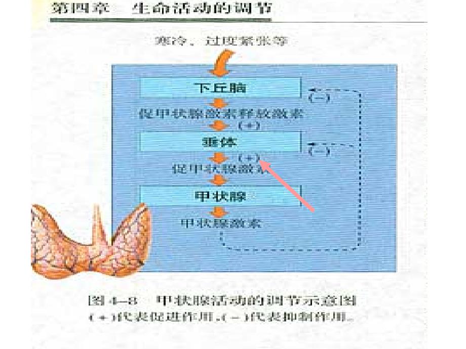 脱氧核苷酸的排列顺序代表遗传信息课件_第4页