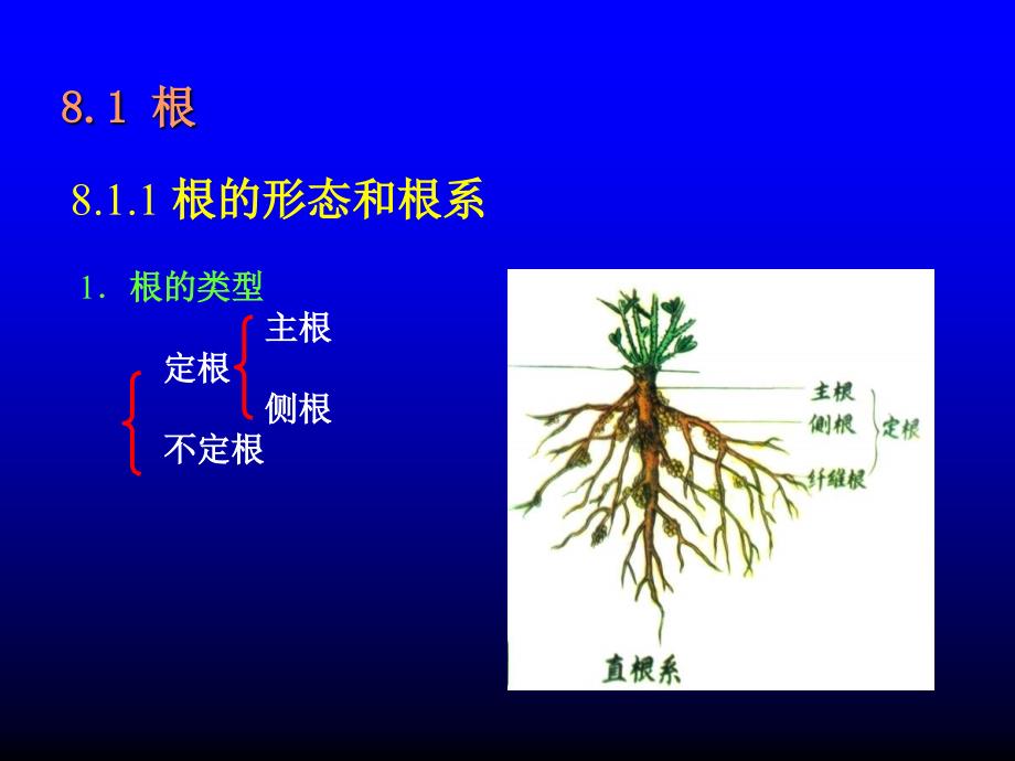 三部分种子植物_第3页