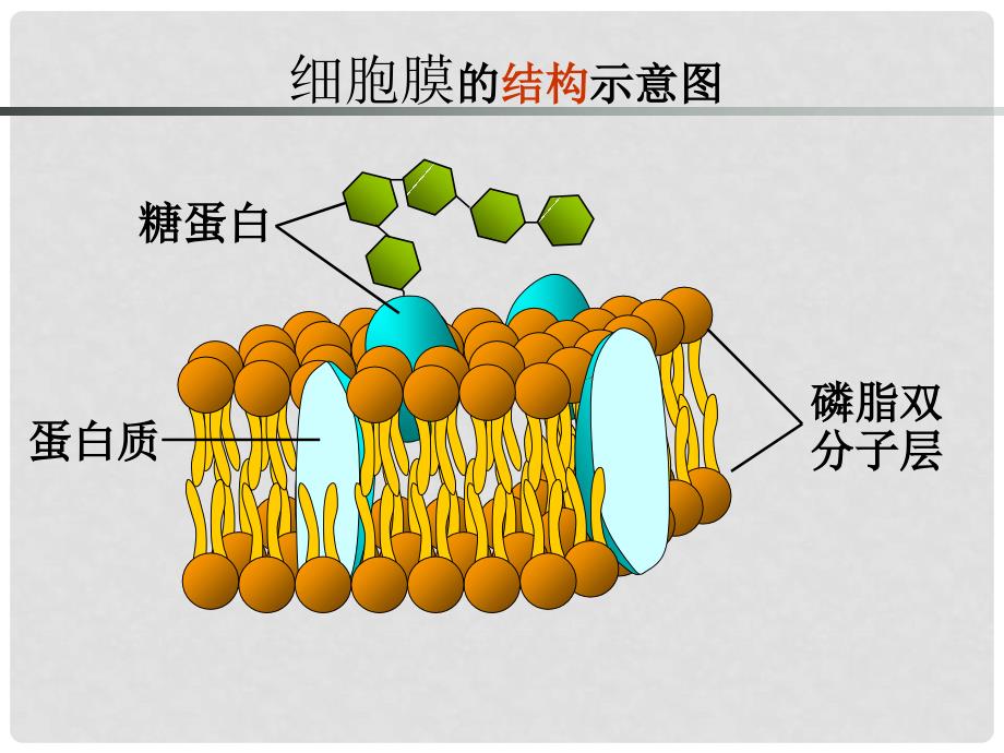 贵州省遵义市第一高级中学高一生物《第3节物质跨膜运输的方式》课件_第2页