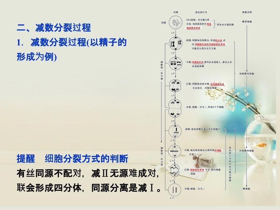 原始生殖细胞分裂的结果是产生生殖细胞课件_第5页