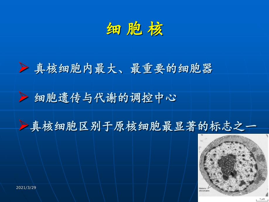 细胞生物学翟中和编细胞核与染色体课堂PPT_第3页