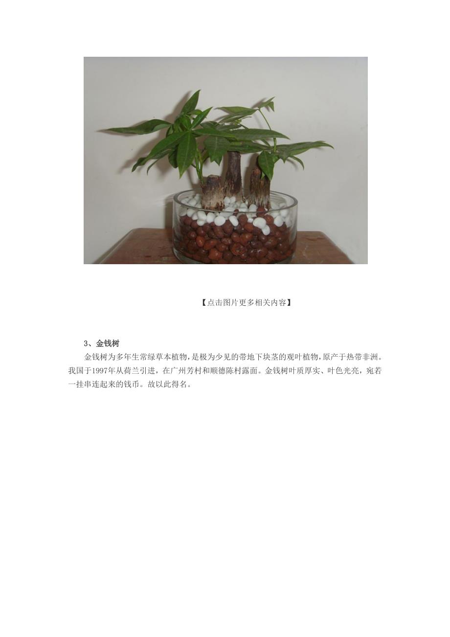 客厅摆放什么植物好 6种客厅招财植物.doc_第2页