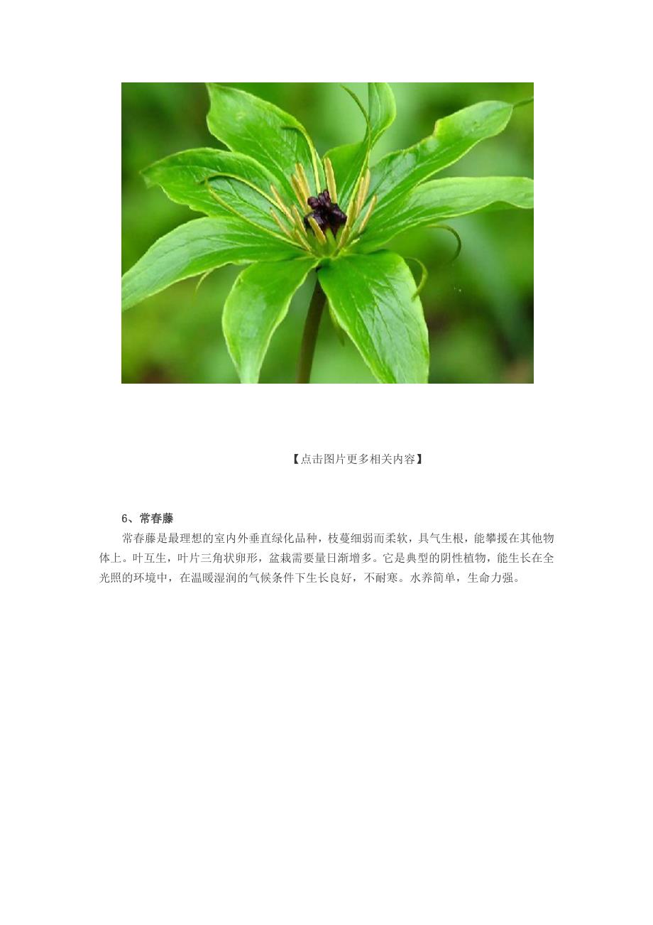 客厅摆放什么植物好 6种客厅招财植物.doc_第4页