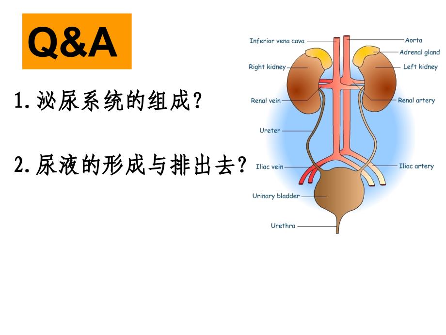 第9章泌尿系统课件_第2页