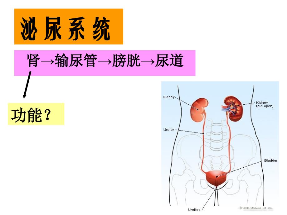 第9章泌尿系统课件_第3页