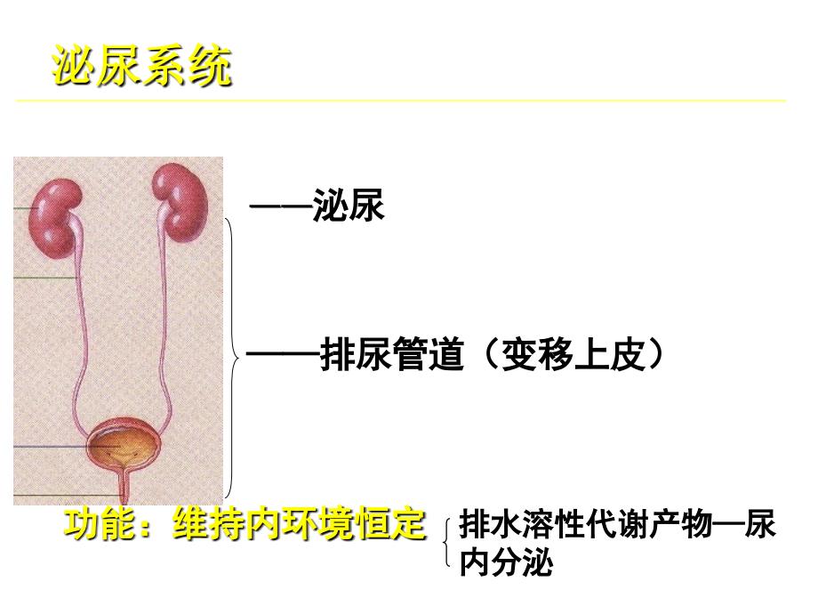 第9章泌尿系统课件_第4页