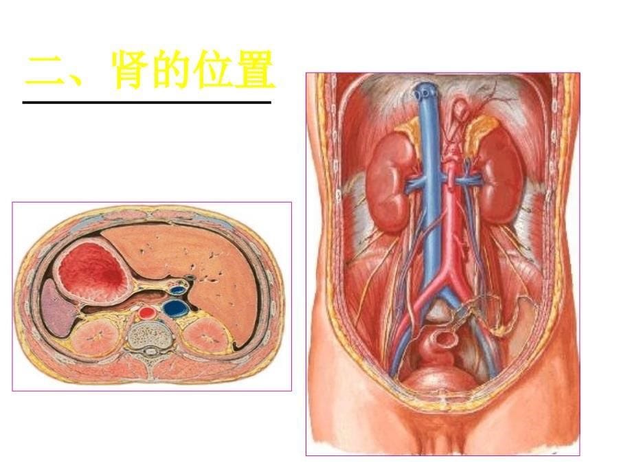 第9章泌尿系统课件_第5页