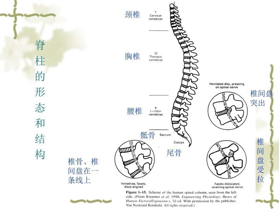 座椅设计的人体工程学.ppt_第5页