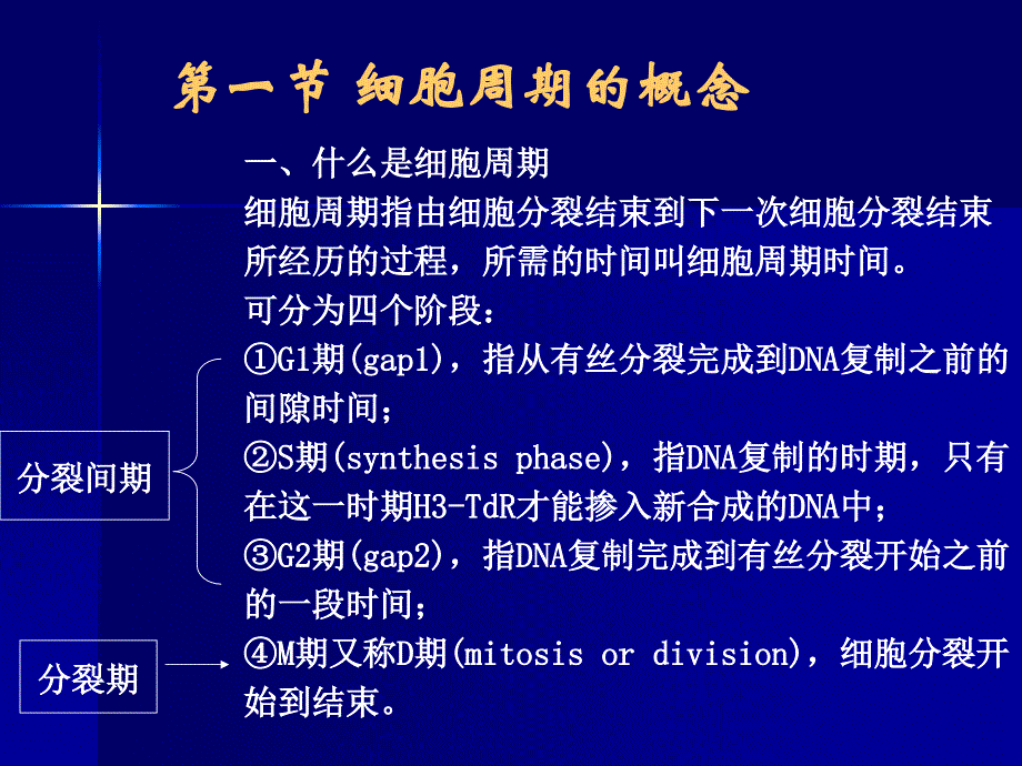 细胞周期同步化概念课件_第2页