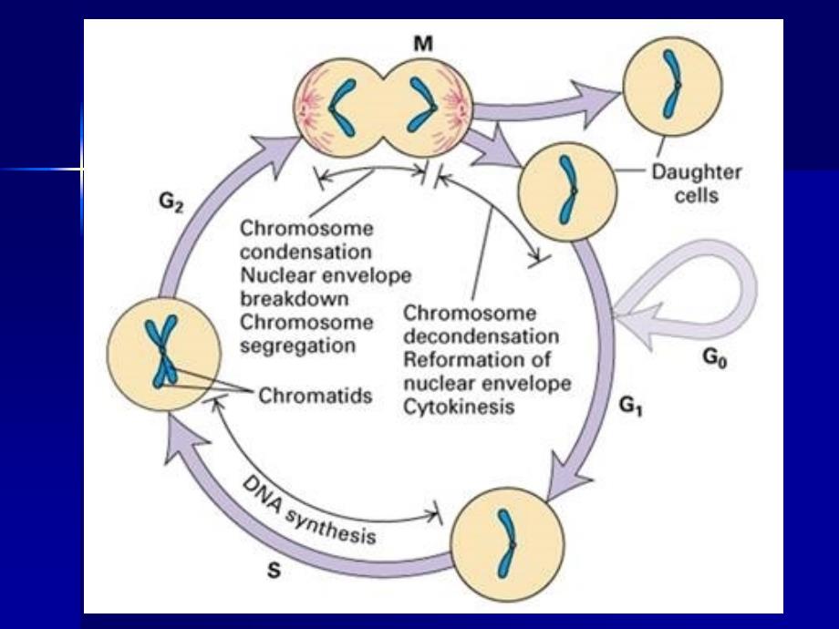 细胞周期同步化概念课件_第3页