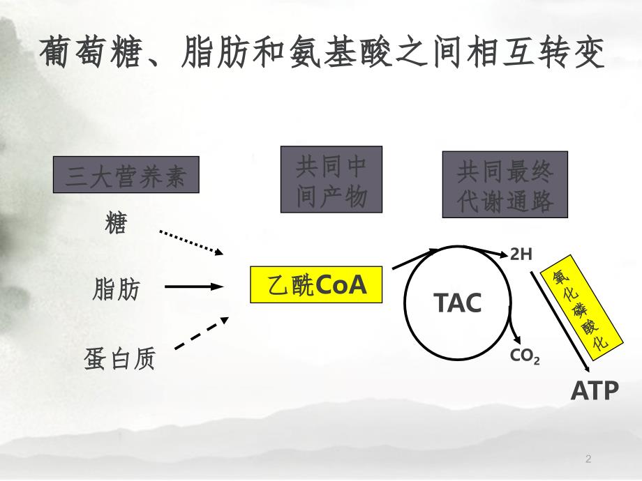 葡萄糖脂肪和氨基酸之间相互转变的途径和枢纽PPT课件_第2页