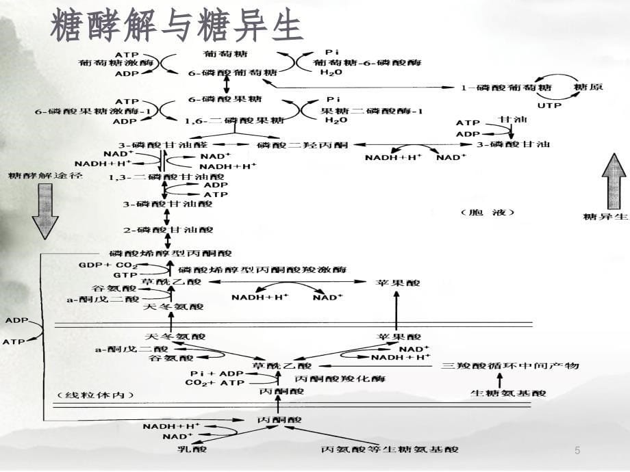 葡萄糖脂肪和氨基酸之间相互转变的途径和枢纽PPT课件_第5页