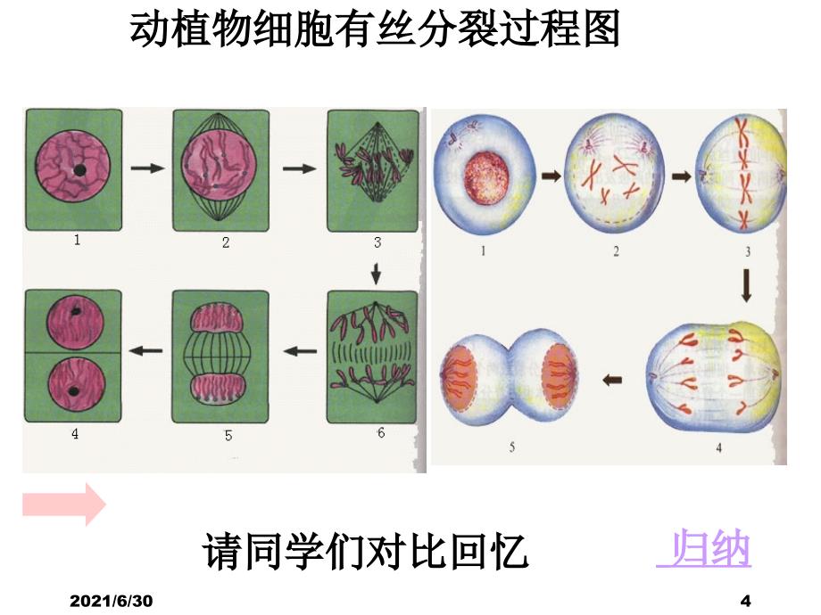 减数分裂和受精作用带复习有丝分裂超赞_第4页