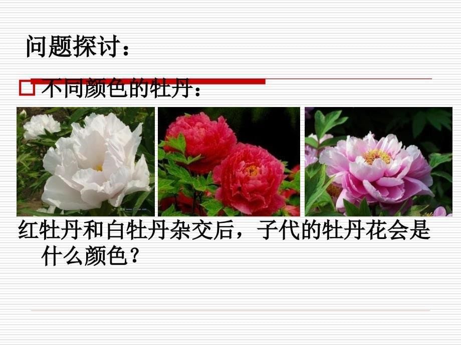 孟德尔的豌豆杂交实验一分离定律_第5页