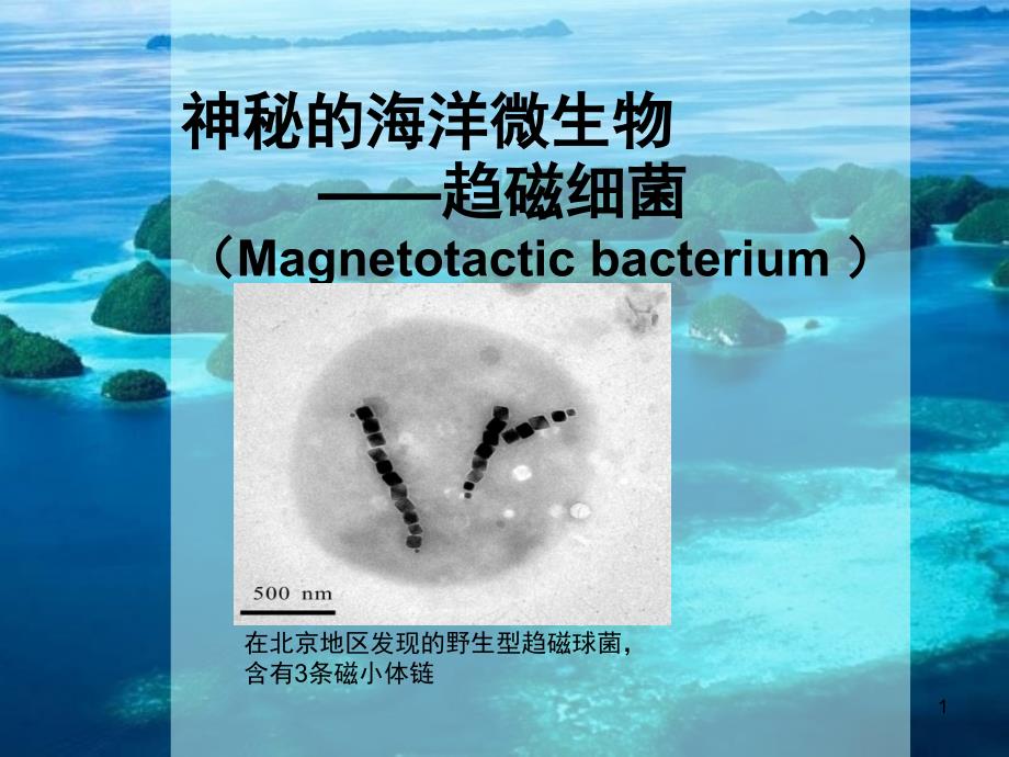 趋磁细菌课堂PPT_第1页