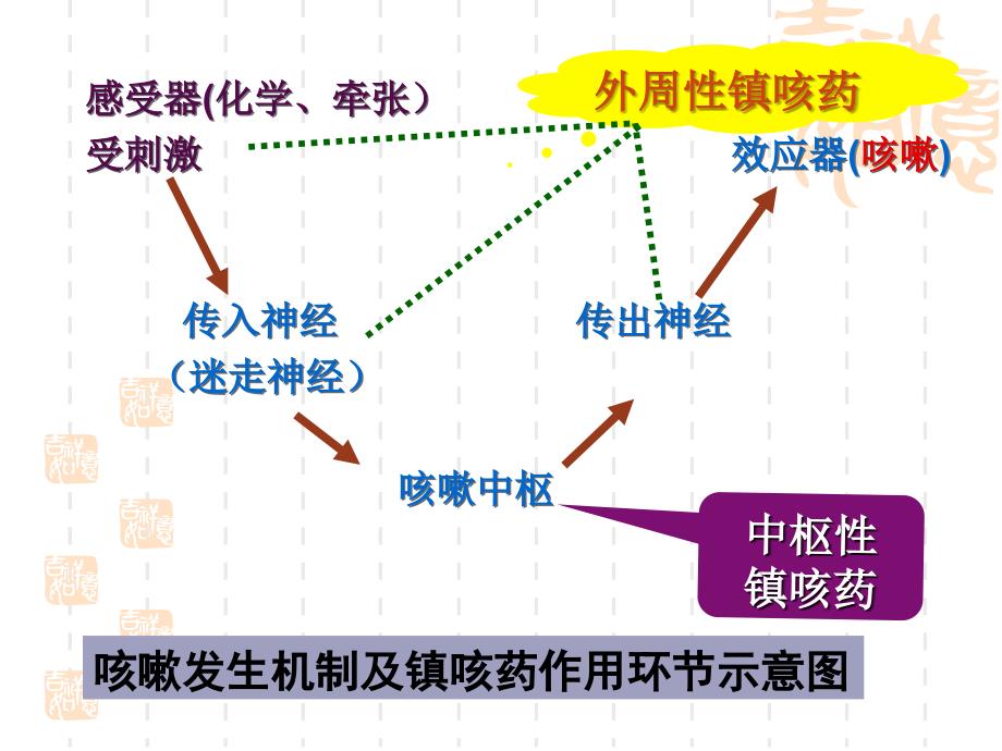 作用于呼吸系统药物课件_第4页