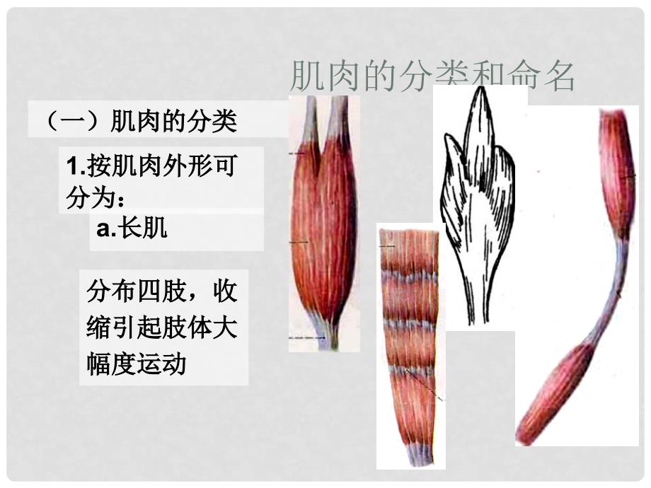 三年级科学下册 肌肉课件 青岛版_第3页