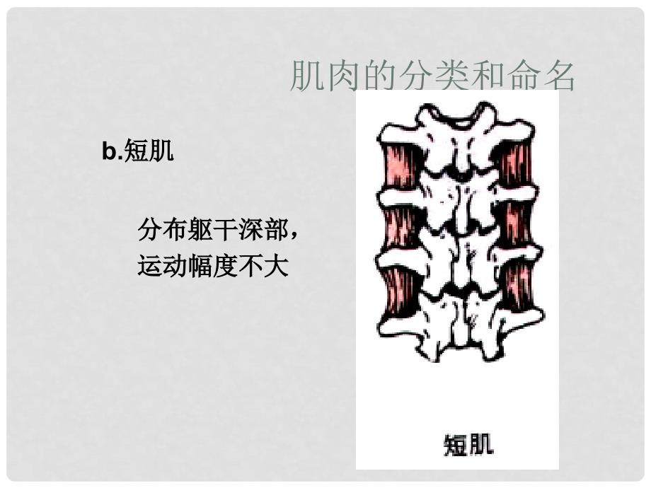 三年级科学下册 肌肉课件 青岛版_第4页