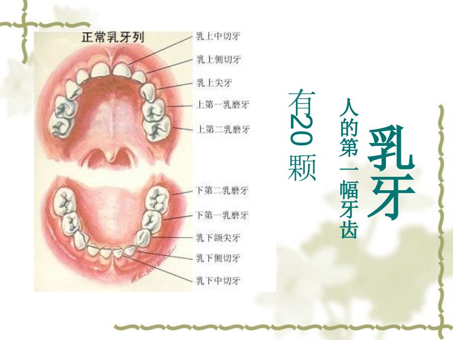 小学生口腔保健PPT_第4页