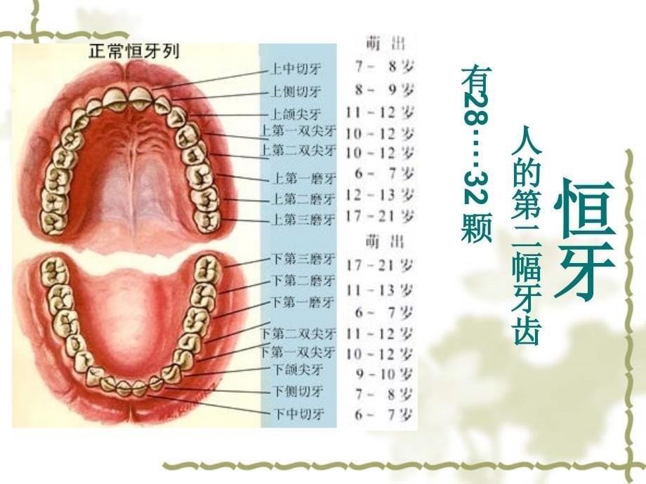 小学生口腔保健PPT_第5页