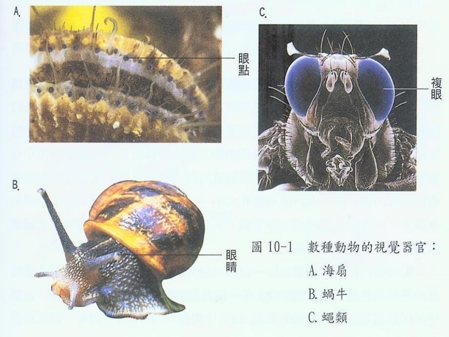 动物对外界刺激的反应13_第5页