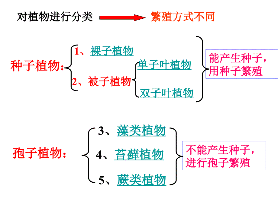 植物的主要类群_第3页