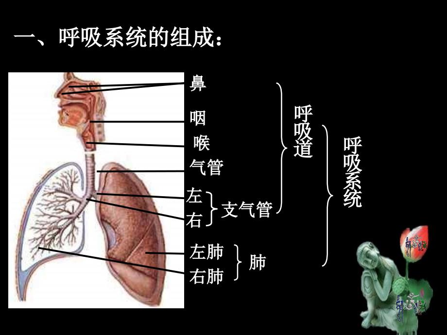 3、1呼吸道对空气的处理_第3页