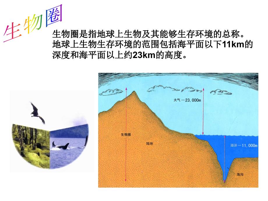 11生物生存的环境_第2页