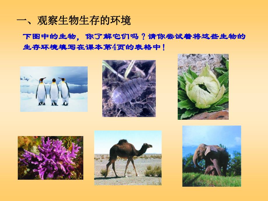 11生物生存的环境_第4页