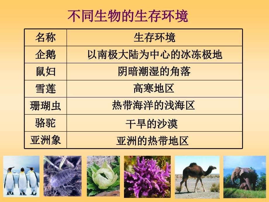 11生物生存的环境_第5页