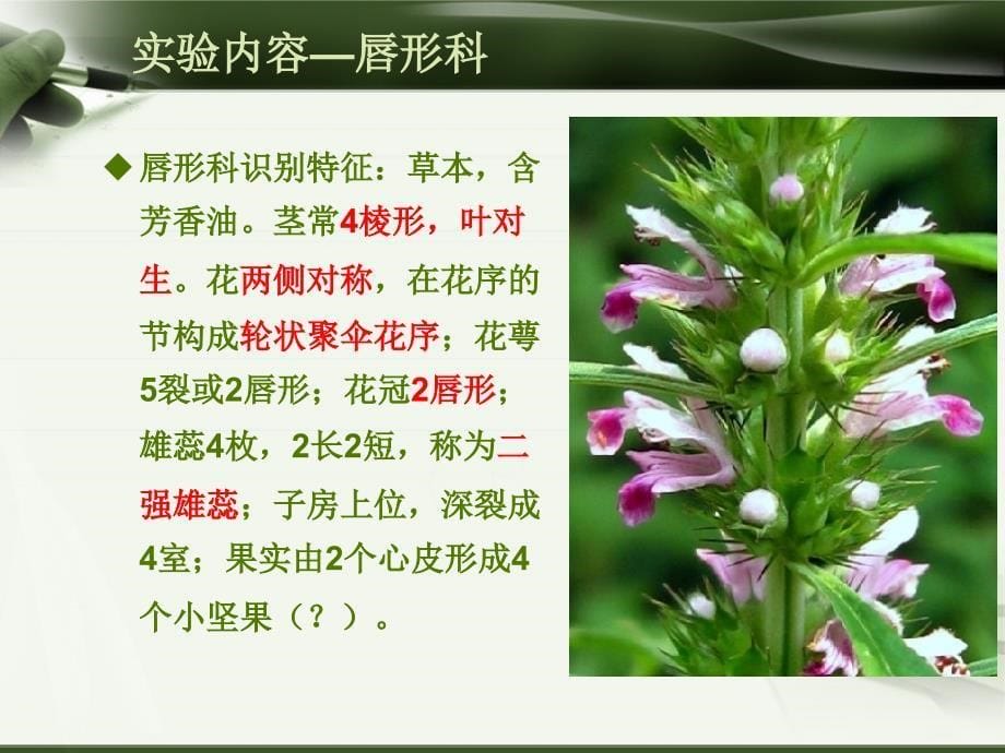 植物学（下）实验六 双子叶植物合瓣花类（二）——茄科、唇形科、菊科_第5页