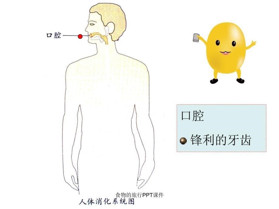 食物的旅行PPT课件_第5页