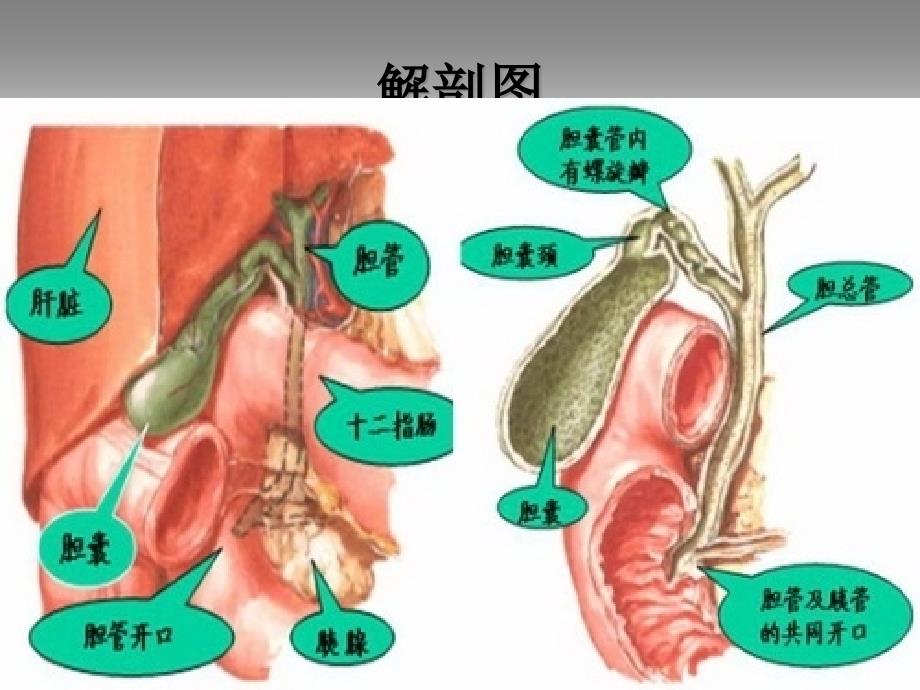 急性梗阻性化脓性胆管炎的医疗护理讲义课件_第3页