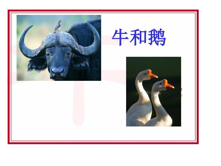 《牛和鹅2》PPT(北师大版下)PPT课件_第1页