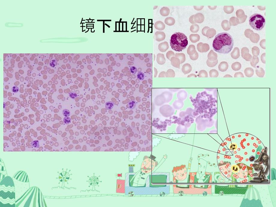 常用血液分析指标_第4页