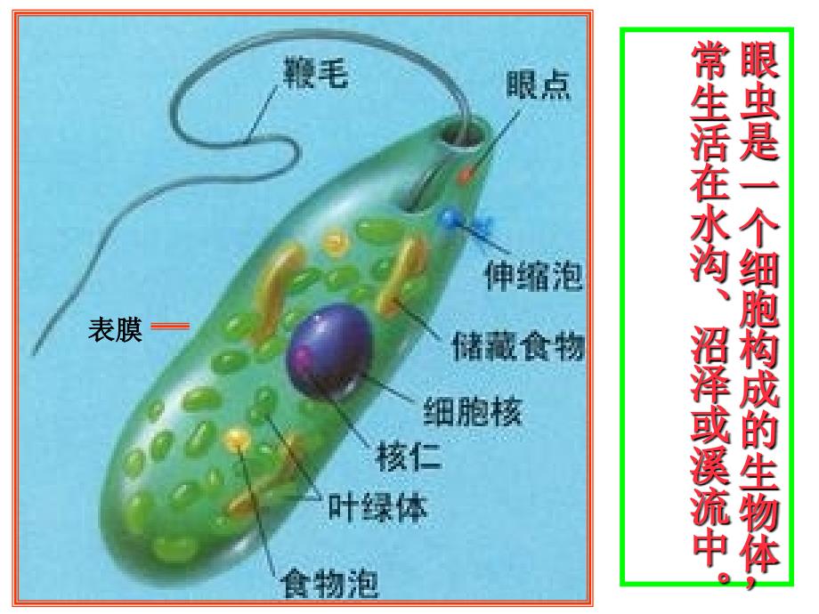 第四节单细胞生物_第2页