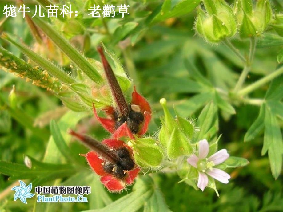 植物学教学课件：双子叶植物5_第1页