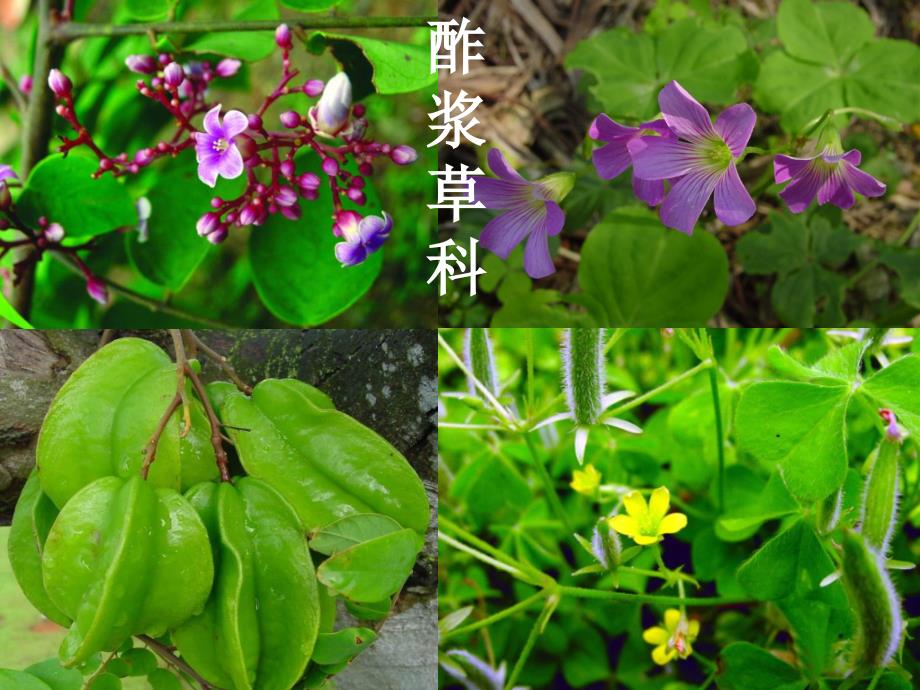 植物学教学课件：双子叶植物5_第2页